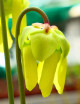 Carnivorous plant Sarracenia flava var. rubricorpora