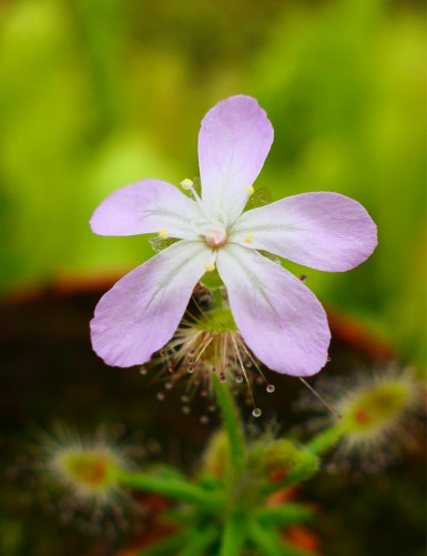 Drosera scorpioides plante carnivore