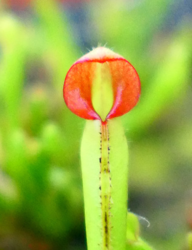 Plante carnivore Heliamphora heterodoxa
