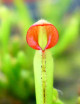 Plante carnivore Heliamphora heterodoxa
