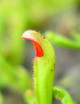 Plante carnivore Heliamphora heterodoxa de profil