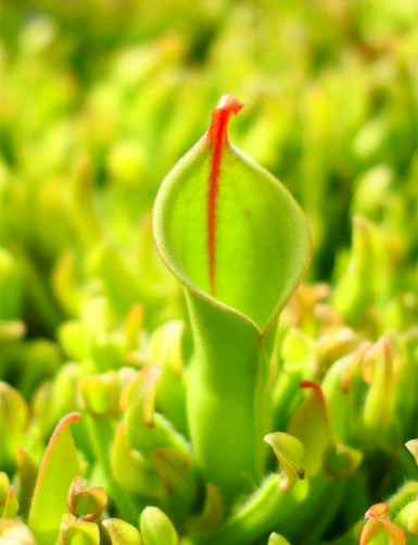 Heliamphora heterodoxa Minor mini motte