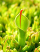 Heliamphora heterodoxa Minor mini motte