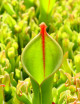 Heliamphora heterodoxa x Minor carnivorous plant