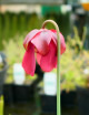 Plante carnivore Sarracenia (purpurea x rubra) x leucophylla