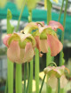 Carnivorous plant Sarracenia alata x (catesbaei)