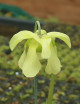 Plante carnivore Sarracenia alata