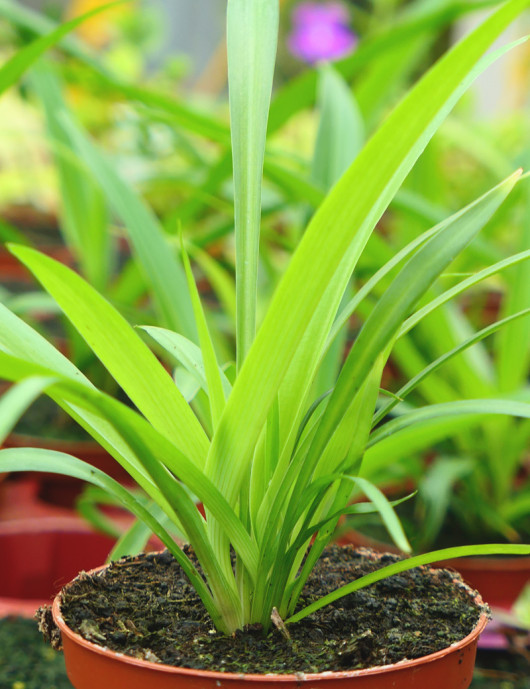 Plantes terrariums Chlorophytum comosum - Vert uni