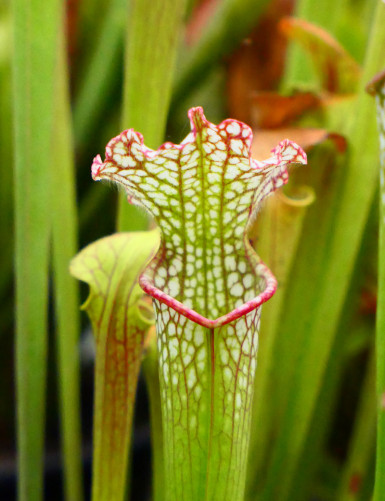 Carnivorous plant Sarracenia leucophylla red white Mobile Co.