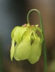 Carnivorous plants Sarracenia alata x flava red lip giant