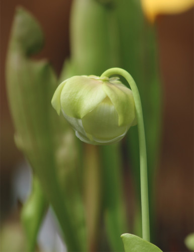 Carnivorous plants Sarracenia purpurea venosa "all green"