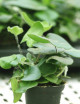 Plantes terrariums Hemionitis arifolia