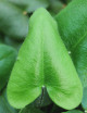 Plantes terrariums Hemionitis arifolia