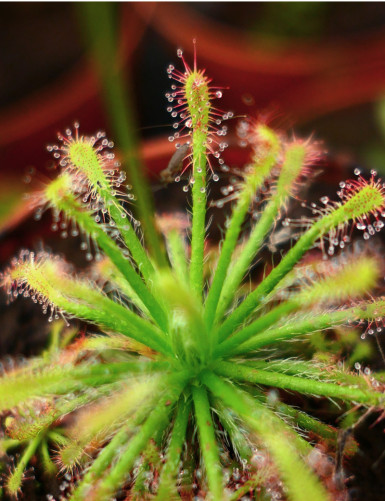 Drosera neocaledonica plante carnivore