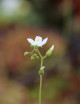 Drosera neocaledonica plante carnivore