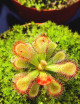 Drosera esterhyseniae x Slackii plante carnivore