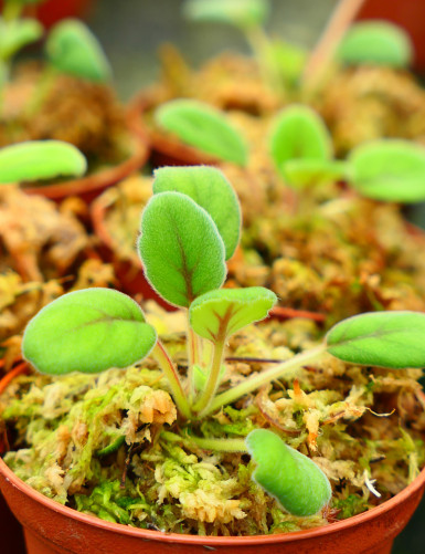 Plantes terrariums Episcia (Alsobia) dianthiflora