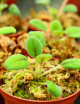Plantes terrariums Episcia (Alsobia) dianthiflora