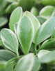 Terrarium plants Dischidia nummularia white