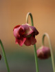 Carnivorous plant Sarracenia leucophylla x courtii