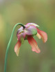 Carnivorous plant Sarracenia x 'Evendine'