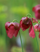 Carnivorous plant Sarracenia x wrigleyana 'green form'