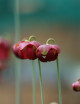 Plante carnivore Sarracenia x wrigleyana