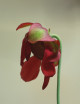 Plante carnivore Sarracenia minor large