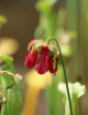 Carnivorous plant Saracenia x excellens x red