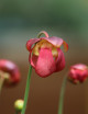Plante carnivore Sarracenia x courtii