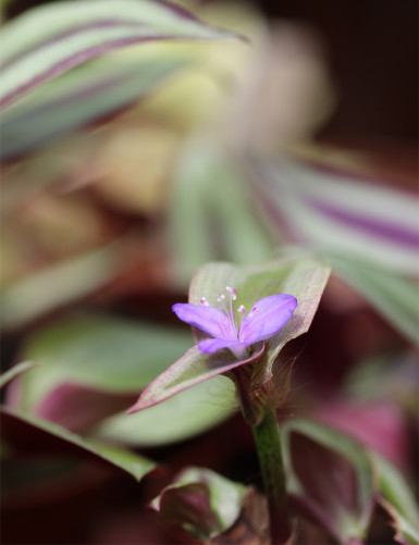 Plantes terrariums Tradescantia zebrina pourpre