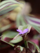 Plantes terrariums Tradescantia zebrina pourpre