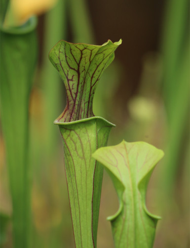 Carnivorous plant Sarracenia oreophila 'Sand Mountain'