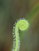 Drosera filiformis var. tracyi plante carnivore