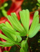 Oxalis autumn pink clover leaf