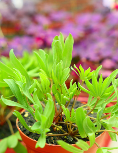 Oxalis autumn pink - "Autumn pink"
