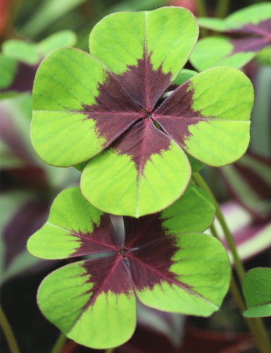 Feuilles de Oxalis deppei Iron cross