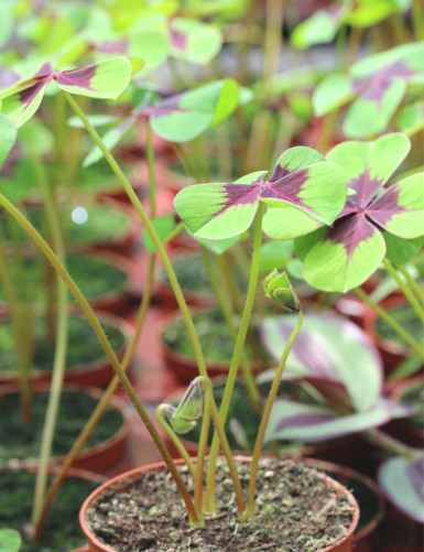 Pot d'oxalis deppei