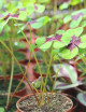 Pot d'oxalis deppei