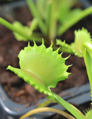 Dioanea muscipula werewolf Carnivorous plant - Venus flytrap