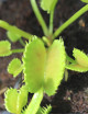 Dioanea muscipula werewolf Plante carnivore