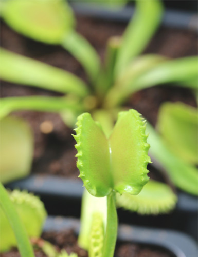 Dioanea muscipula werewolf Plante carnivore
