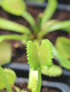 Dioanea muscipula werewolf Plante carnivore