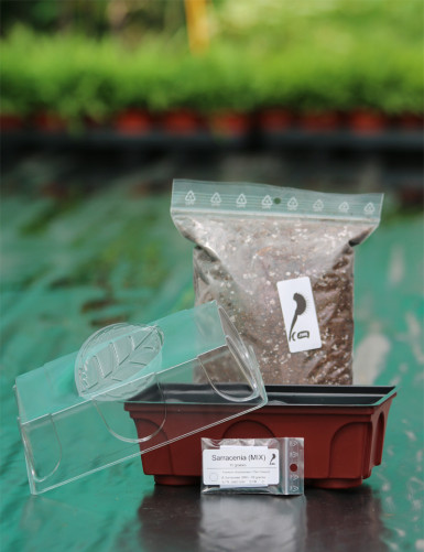 Kit semis Sarracenia - découverte - Plante carnivore