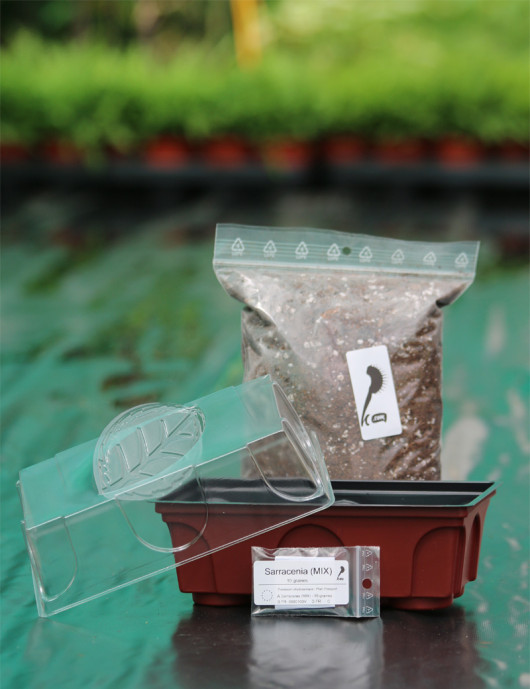 Kit semis Sarracenia - découverte - Plante carnivore