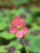 Fleur d'oxalis deppei