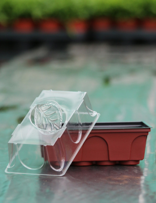Mini serre semis Plante carnivore