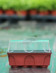 Mini serre semis Plante carnivore