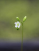 Graines de Drosera rotundifolia Plante carnivore