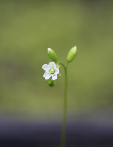 Drosera rotundifolia plante carnivore